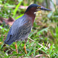 Green Heron